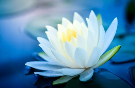lotos-shutterstock