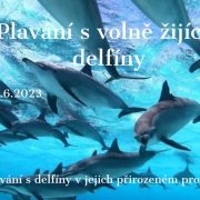 delfin2