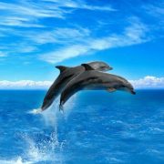 delfin3