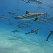 delfin4